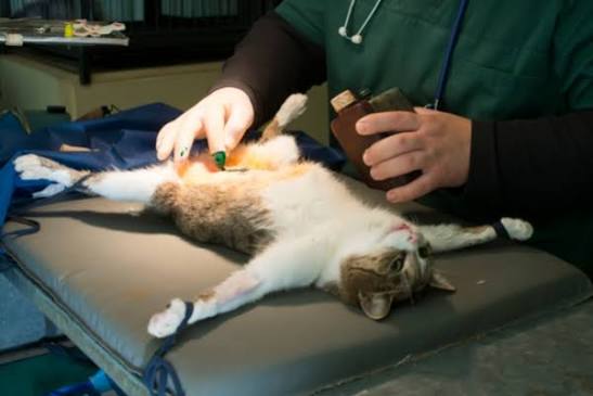 Cirugía Veterinaria