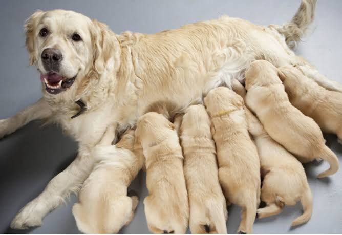 Esterilización Veterinaria