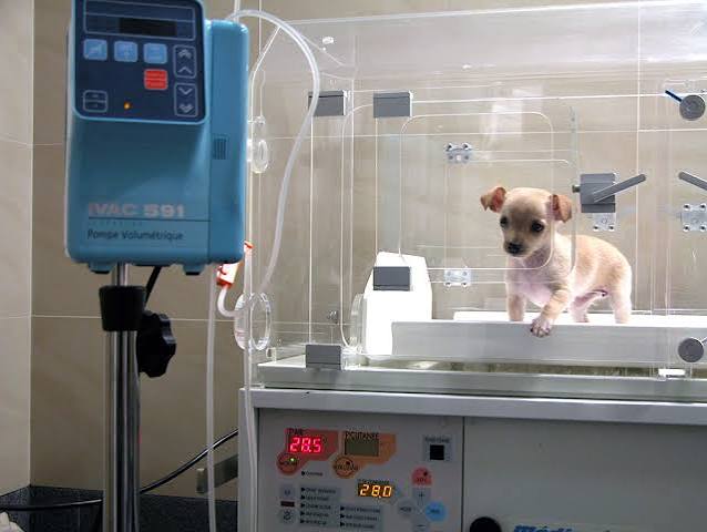 Hospitalización Veterinaria