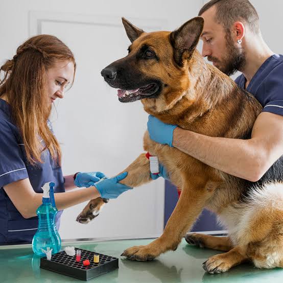 Laboratorio Clínico Veterinario