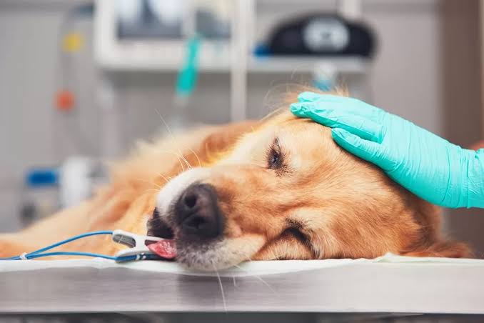 Urgencias y Emergencias Veterinarias